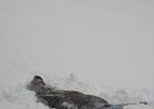 Snow attacks